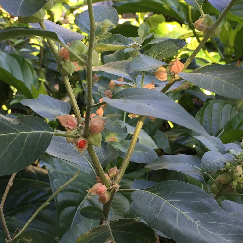 May include: A close-up of a green leafy plant with several small, brown, seed pods. Some of the pods have a red, berry-like fruit inside.