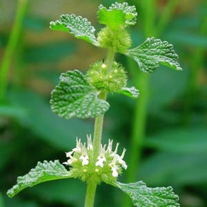 White Horehound Seeds Marrubium vulgare 100 Seeds in Frozen Seed Capsules™ for Seed Saving or Planting Now image 10