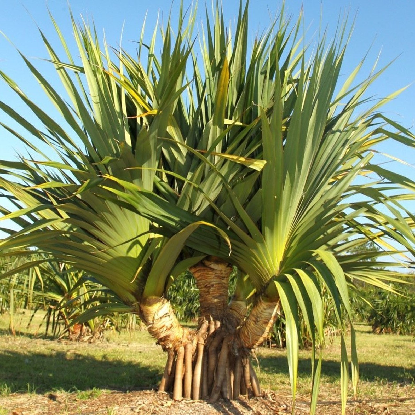 Pandanus Palm Seeds pandanus Utilis Packet of 5 Seeds Etsy