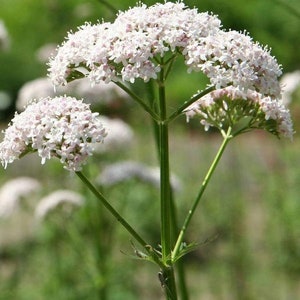 Anthos Valerian Seeds (Valeriana officinalis) Packet of 100 Seeds - Palm Beach Seed Company