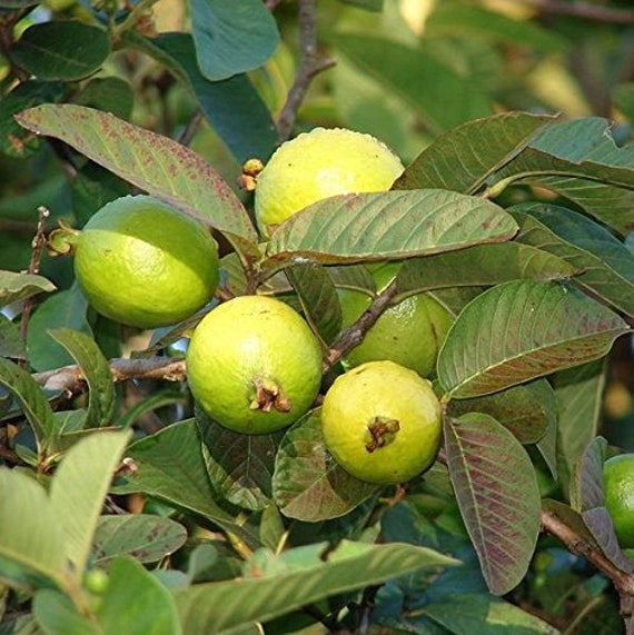 Guava Tree Seeds psidium Guajava 5 Seeds in Frozen Seed - Etsy