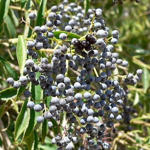 May include: A close-up of a cluster of dark blue berries growing on a green bush. The berries are arranged in a loose cluster, with some of them partially obscured by leaves.
