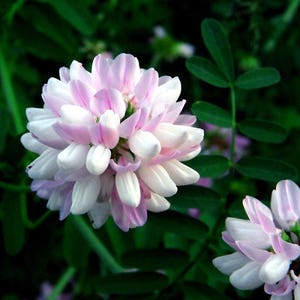 Crown Vetch Seeds Coronilla varia 50 Seeds in Frozen Seed Capsules™ for Seed Saving or Planting Now image 1
