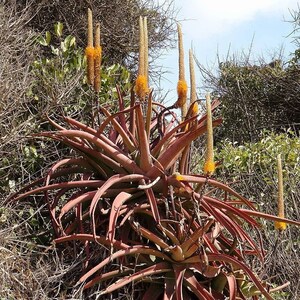 Bottle Brush Aloe Seeds Aloe spicata Packet of 10 Seeds Palm Beach Seed Company image 4