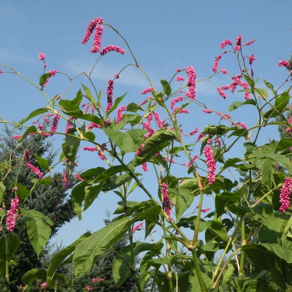 Kiss Me Over The Garden Gate Seeds Polygonum Orientale 20 Etsy