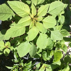 Frozen Boiled Pigweed (Bireum Namul) 200g main image 1