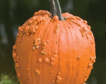 May include: A large orange pumpkin with a bumpy, warty texture. The pumpkin has a green stem and is sitting on a wooden surface.