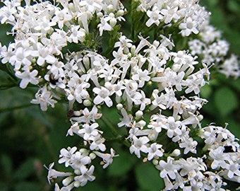 Valerian (Valeriana officinalis) 30+ Seeds in Frozen Seed Capsules™ for Seed Saving or Planting Now