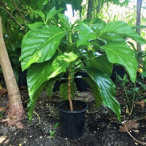 Semillas de Noni Tree Morinda Citrifolia Paquete de 10 Semillas Palm Beach Seed Company imagen 7