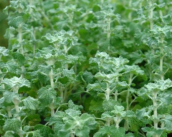 White Horehound Seeds (Marrubium vulgare) Packet of 100 Seeds - Palm Beach Seed Company 