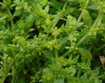 Rupturewort Seeds (Herniaria glabra) 20+ Seeds in Frozen Seed Capsules™ for Seed Saving or Planting Now 