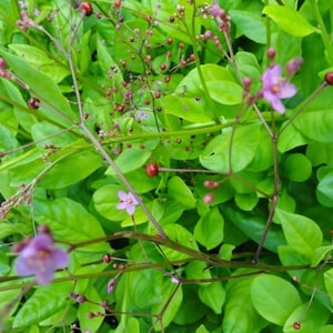 Jewels of Opar (Talinum paniculatum) 50+ Seeds in Frozen Seed Capsules™ for Seed Saving or Planting Now