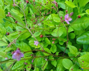 Jewels of Opar (Talinum paniculatum) 50+ Seeds in Frozen Seed Capsules™ for Seed Saving or Planting Now