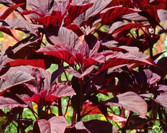 Kerala Red Amaranth Seeds -Packet of 30 Seeds - Palm Beach Seed Company 