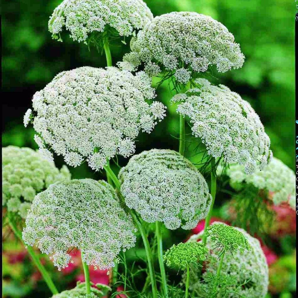 Khella Seeds Honeyplant Seeds ammi Visnaga Packet of 30 Seeds Palm ...