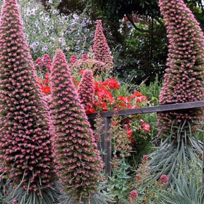 Tower of Jewels Seeds echium Wildpretii Packet of 10 Seeds Etsy