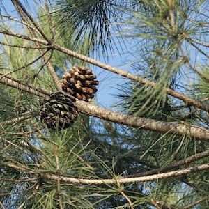 May include: Two pine cones on a branch of a pine tree. The pine cones are brown and green and have a rough texture. The branches of the pine tree are green and brown.