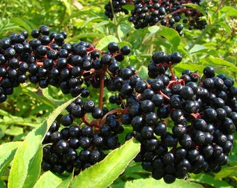 Black Elderberry Seeds (Sambucus nigra) 30+  Seeds in Frozen Seed Capsules™ for Seed Saving or Planting Now