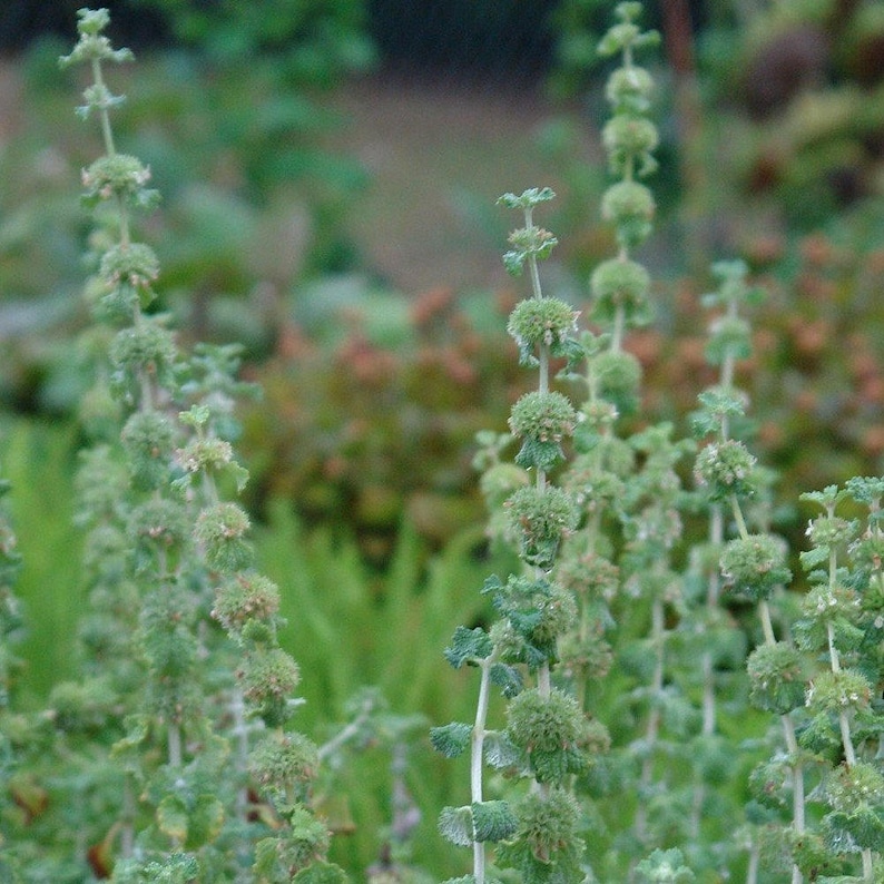 White Horehound Seeds Marrubium vulgare 100 Seeds in Frozen Seed Capsules™ for Seed Saving or Planting Now image 8