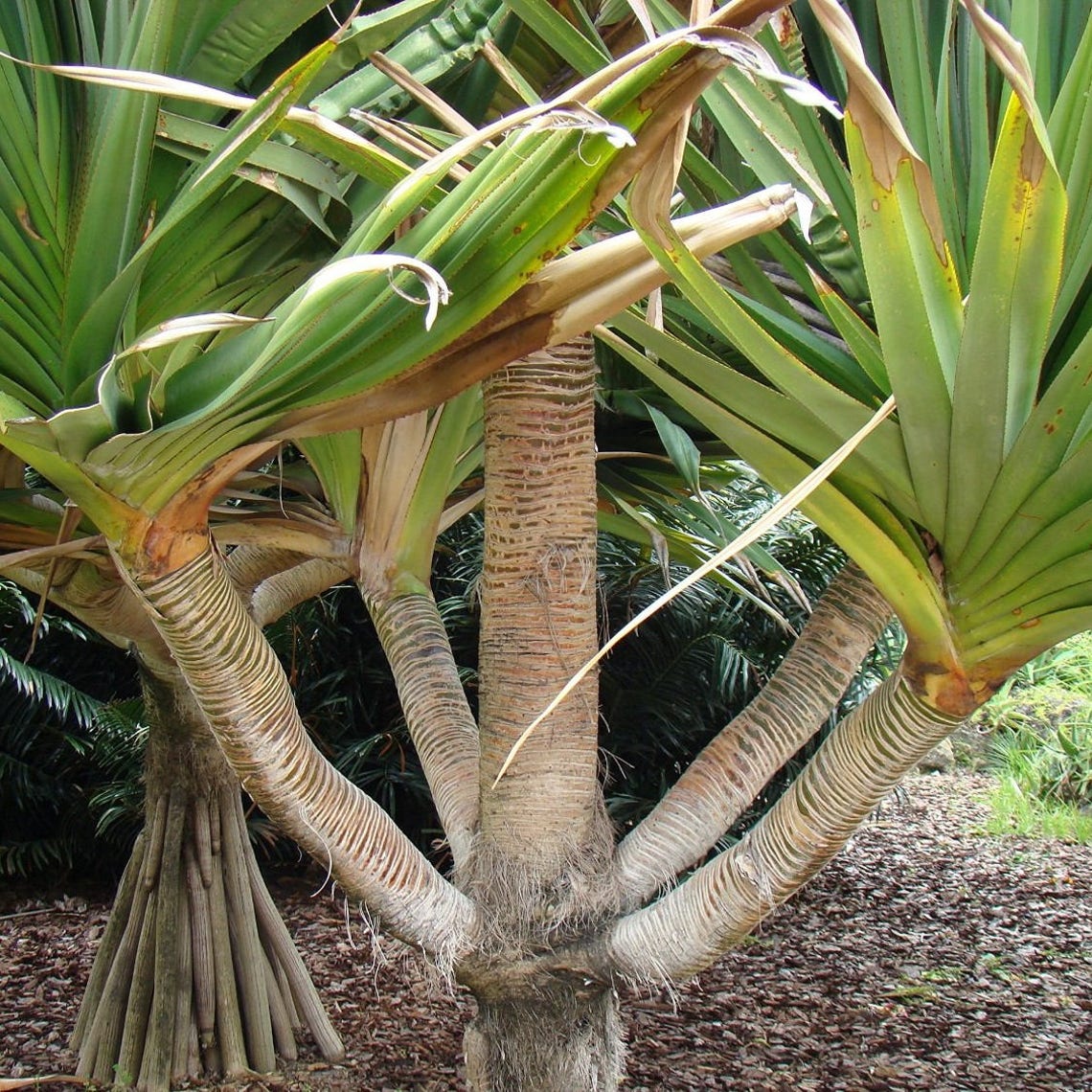 Pandanus Palm Seeds pandanus Utilis Packet of 5 Seeds Etsy