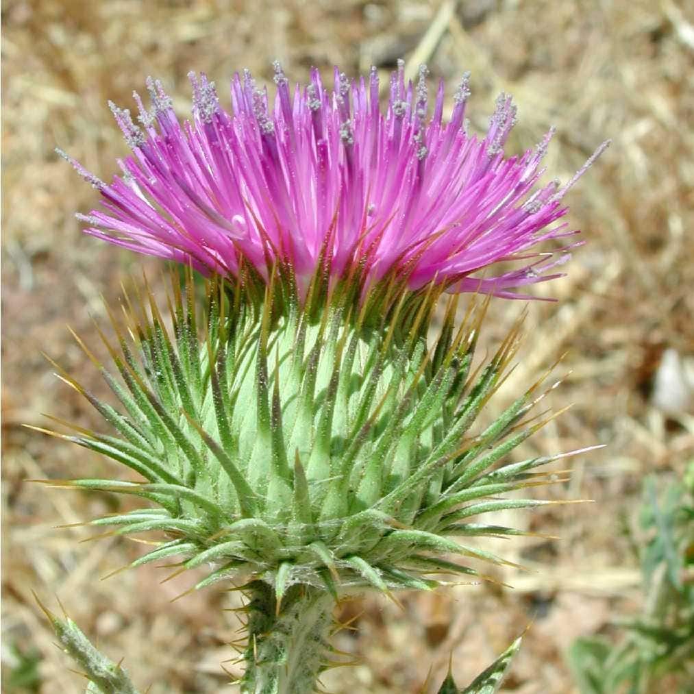 Scotch Thistle Seeds onopordon Acanthium Packet of 50 Seeds Etsy