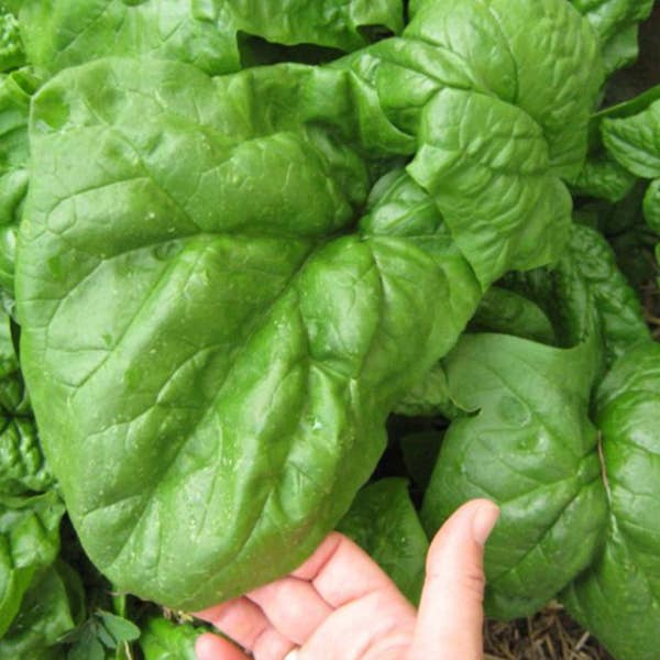 Giant Noble Spinach Seeds - Packet of 50 Seeds - Palm Beach Seed Company