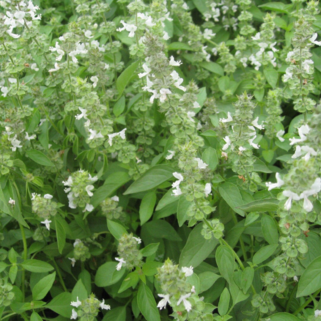 Lime Basil Seeds ocimum Americanum 50 Seeds in Frozen Seed Capsules
