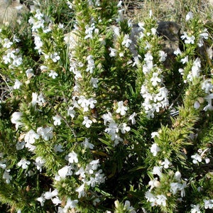 Creeping Savory Seeds (Satureja spicigera) Packet of 20 Seeds- Palm Beach Seed Company