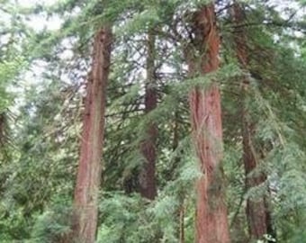 Auf was Sie bei der Auswahl der Redwood samen achten sollten