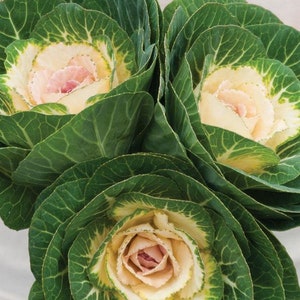 Crane White Ornamental Kale Seeds (Brassica oleracea) Packet of 20 Seeds - Palm Beach Seeds Company