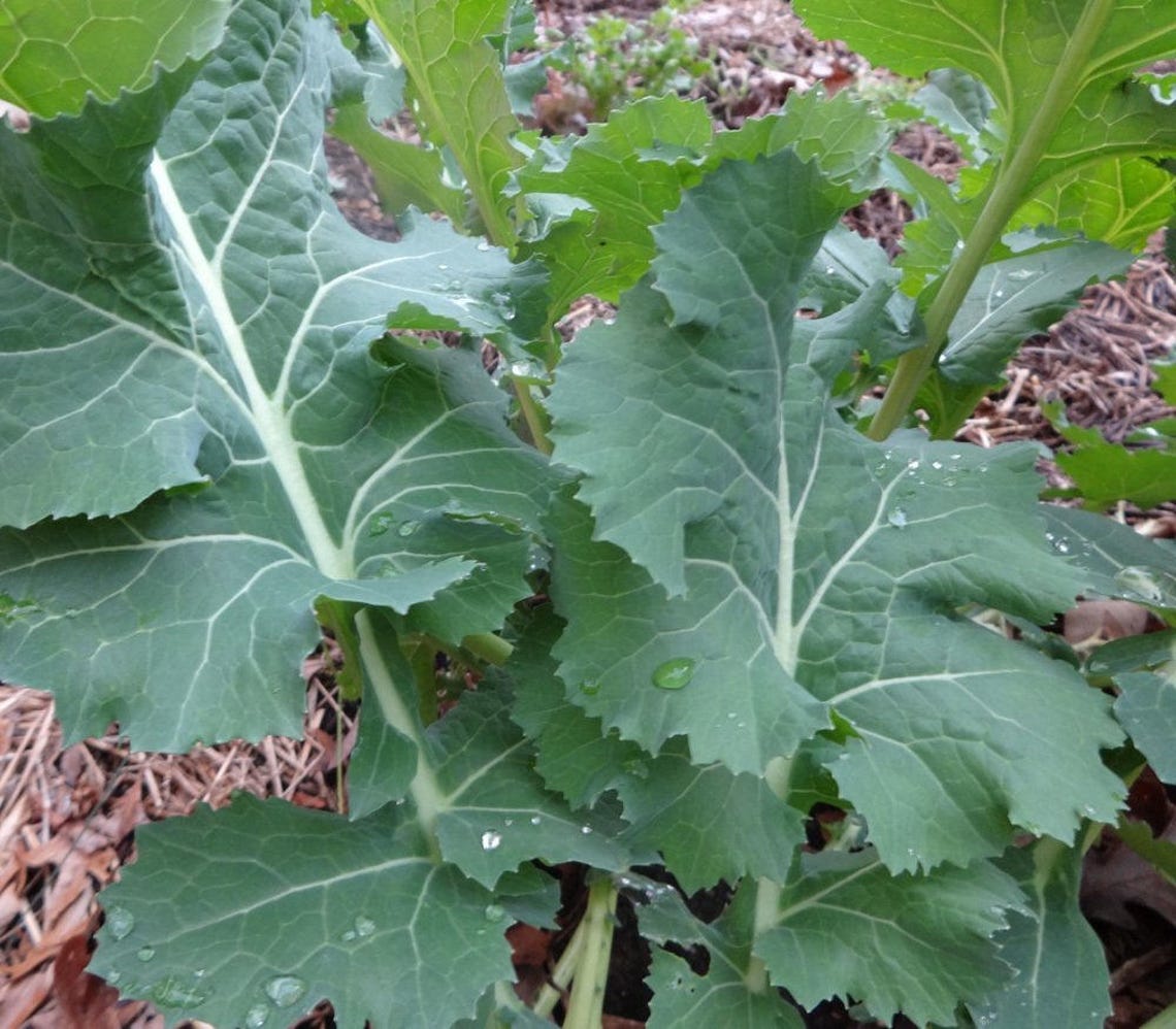 White Russian Kale Seeds 100 Heirloom Vegetable Seeds in Etsy UK