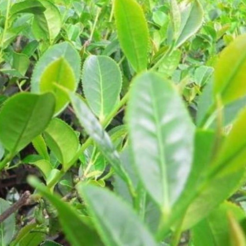 Tea Plant Seeds Camellia sinensis Packet of 3 Seeds Palm