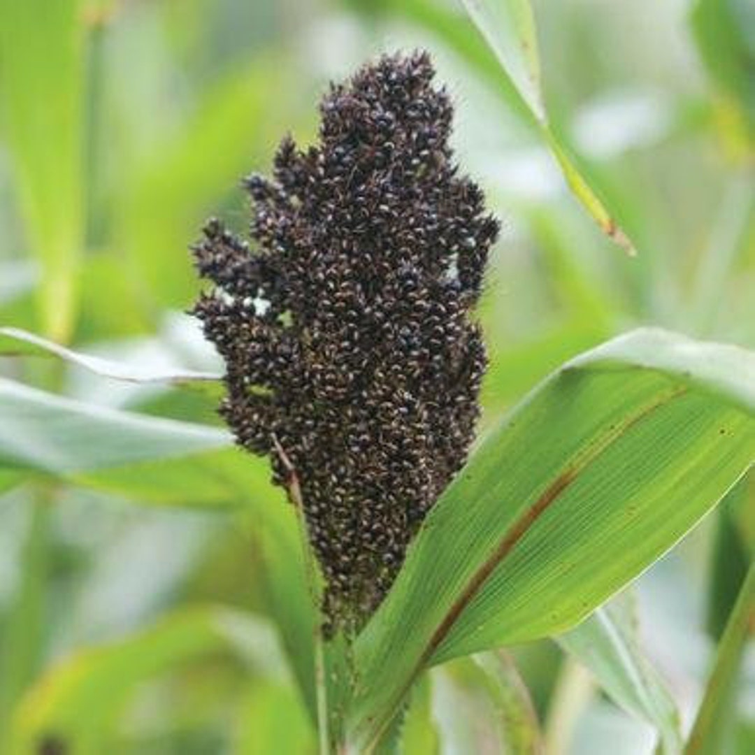 Texas Black Broom Corn Seeds Bicolor) Packet of 30 Seeds