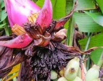 Bornean Hairy Banana Seeds (Musa hirta) Packet of 2 Seeds - Palm Beach Seed Company