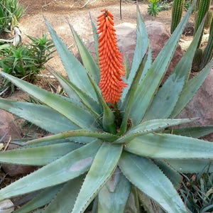tiger tooth aloe Aloe juvenna 'Tiger Tooth Aloe'
