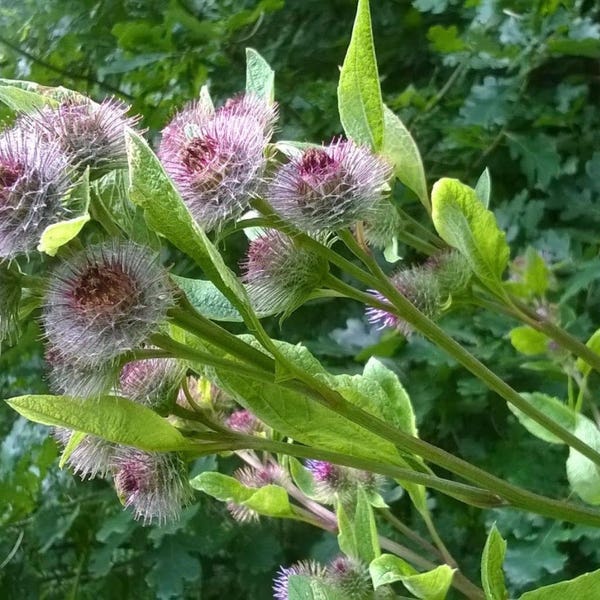 KleinerEr Klettensamen (Arctium minus) Päckchen aus 10 Samen - Palm Beach Seed Company