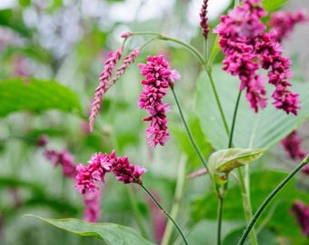 Kiss-Me-Over-the-Garden-Gate Seeds (Polygonum orientale) Packet of 20 Seeds - Palm Beach Seed Company
