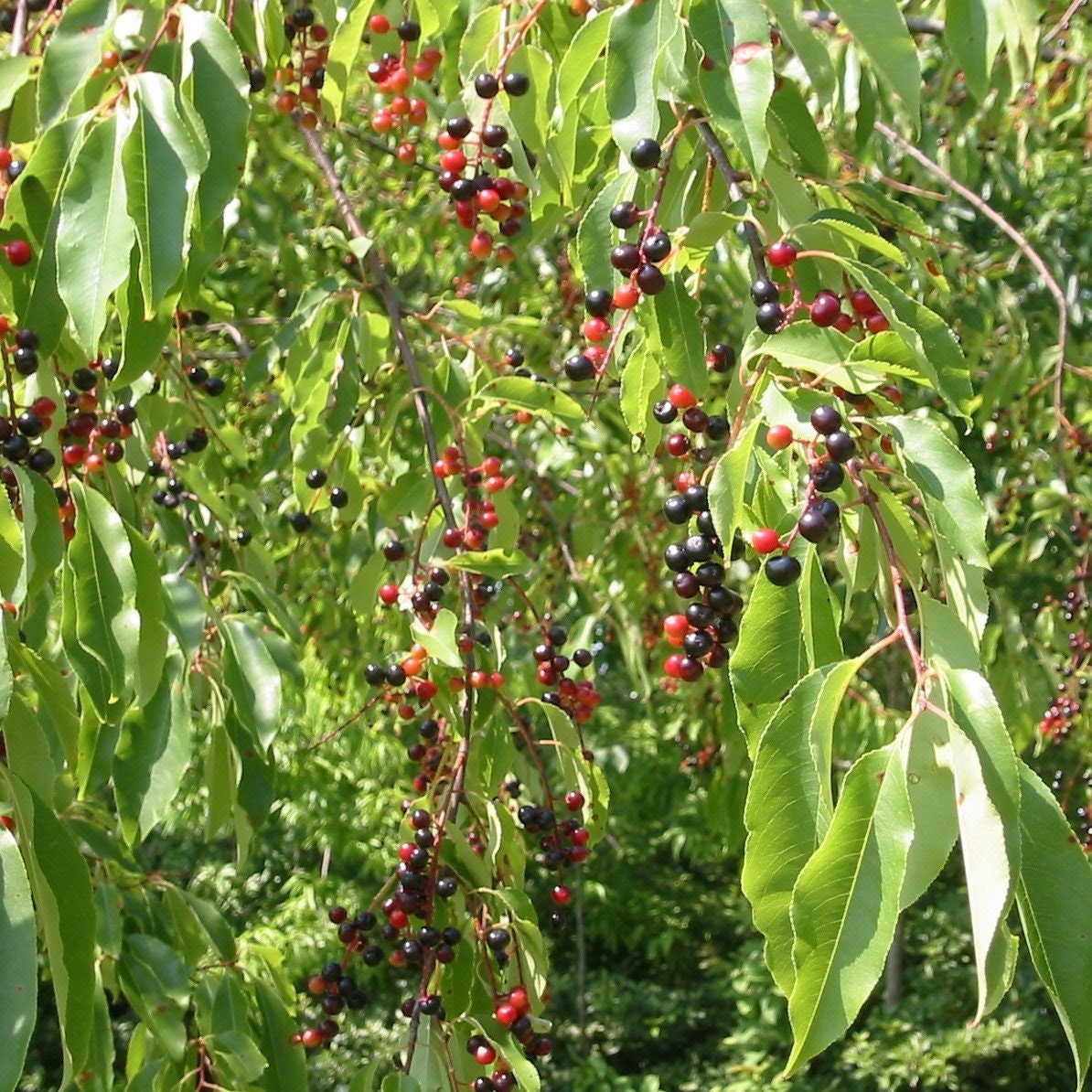 Wild Black Cherry Seeds prunus Serotina Packet of 4 Seeds Palm Beach