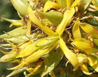 Yellow Gentian Seeds (Gentiana Lutea) Packet of 25 Seeds - Palm Beach Seed Company