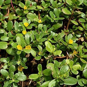 Green Purslane Seeds Portulaca oleracea 40 Seeds in Frozen Seed Capsules™ for Seed Saving or Planting Now image 1