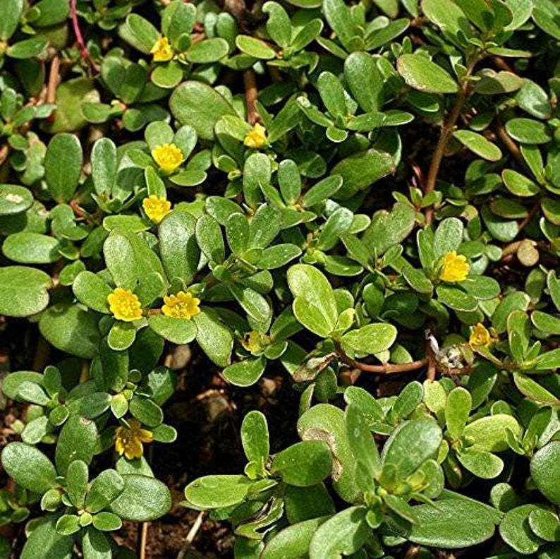 Green Purslane Seeds Portulaca oleracea 40 Seeds in Frozen Seed Capsules™ for Seed Saving or Planting Now image 1
