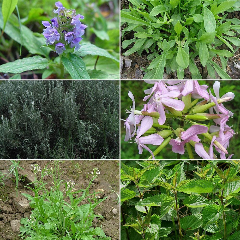 Eyebright Seeds for Planting - Etsy