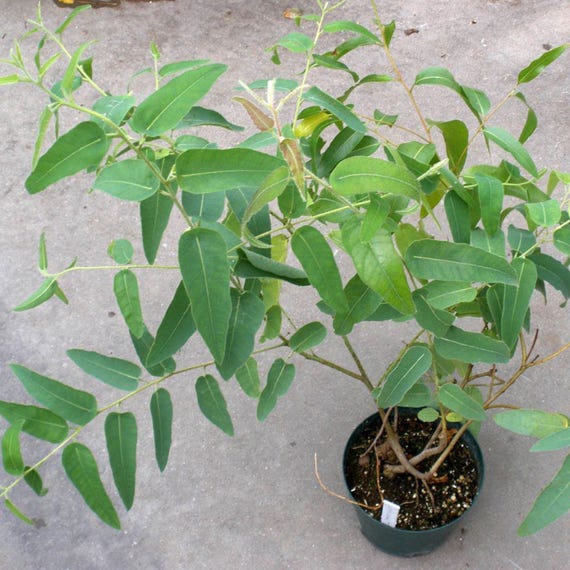 Zitronen Eukalyptus Samen (Eucalyptus citriodora) Packung mit 20 Samen -  Palm Beach Seed Company - Etsy Schweiz