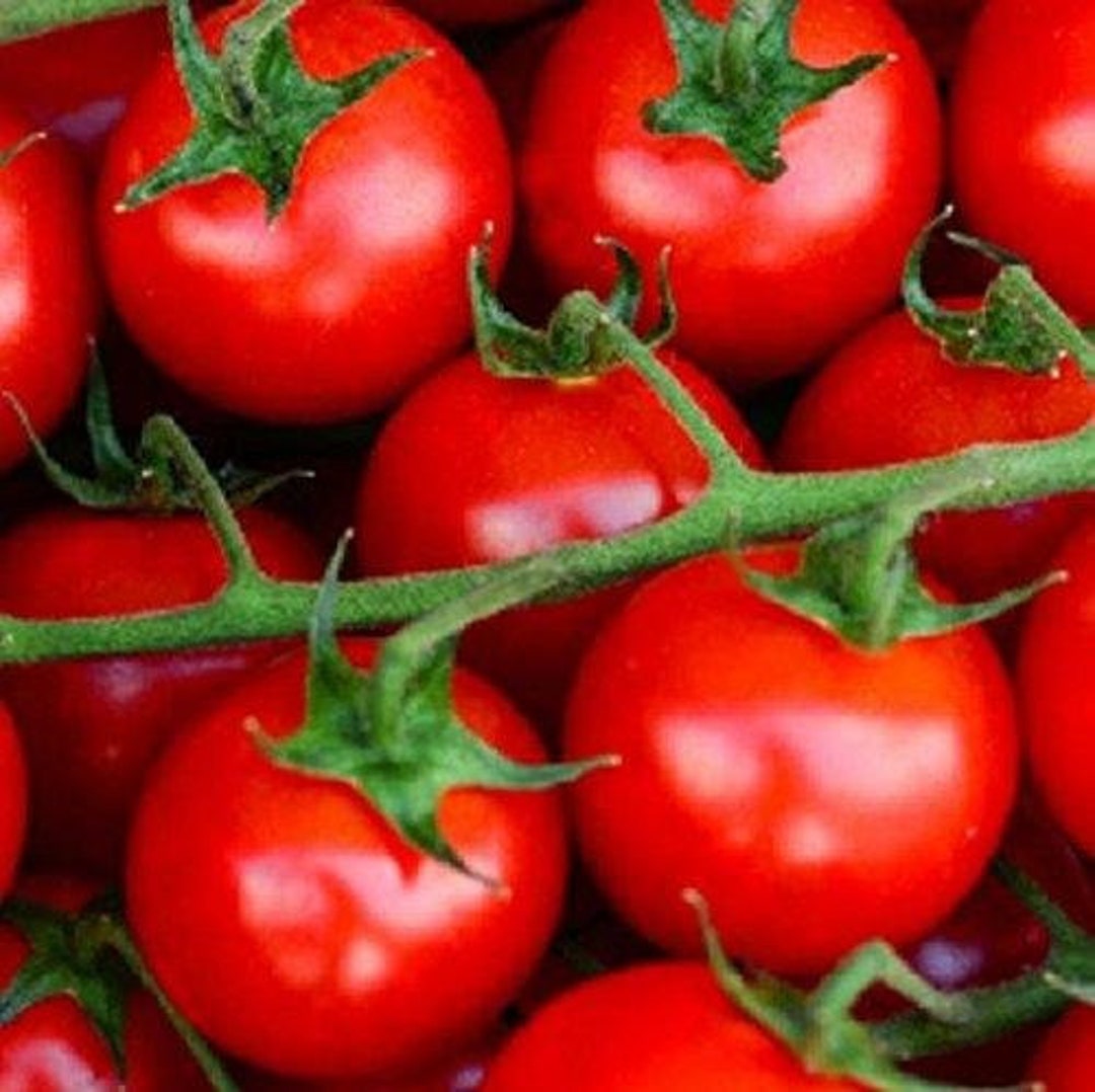 Large Red Cherry Tomato Seeds 30 Seeds in Frozen Seed Capsules™ for