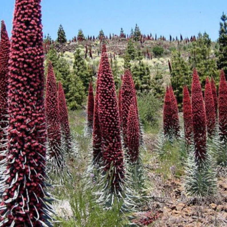 Towerofjewels Seeds echium Wildpretii 10 Rare Medicinal Etsy