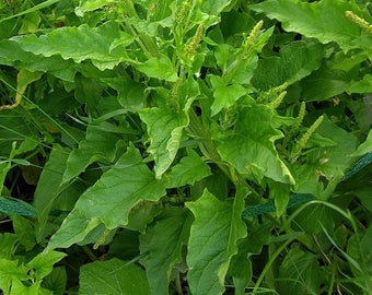 Good King Henry Seeds (Chenopodium bonus-henricus) Packet of 30 Seeds - Palm Beach Seed Company