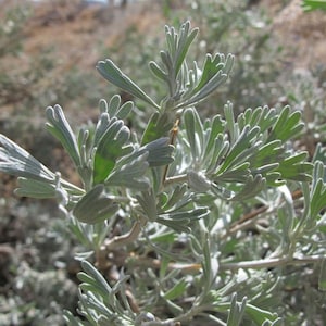 Big Sagebrush Seeds (Artemisia tridentata) 100+ Seeds in Frozen Seed Capsules™ for Seed Saving or Planting Now