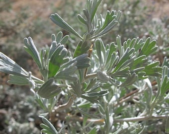 Big Sagebrush Seeds (Artemisia tridentata) 100+ Seeds in Frozen Seed Capsules™ for Seed Saving or Planting Now