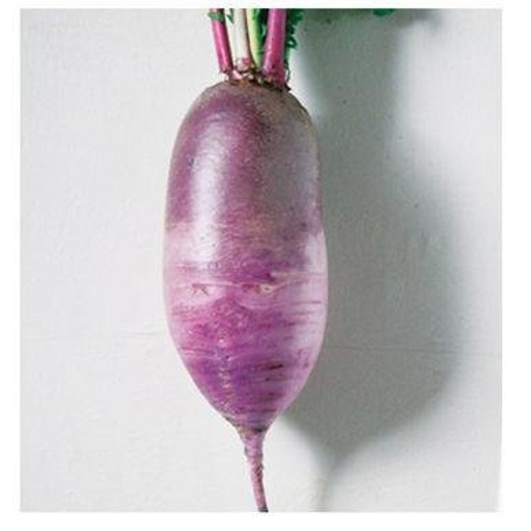 Bora King Radish Seeds raphanus Sativus VAR. Longipinnatus - Etsy