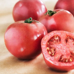 Arkansas Traveler Tomato Seeds - 10+  Seeds in Frozen Seed Capsules™ for Seed Saving or Planting Now